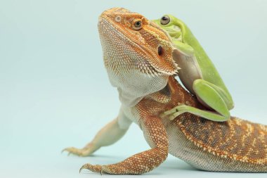 Tombul bir kurbağa (Litoria caerulea) sakallı bir ejderhanın boynuna tünemiştir.. 