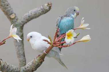 Bir çalılıkta dinlenen iki muhabbet kuşu (Melopsittacus undulatus). 