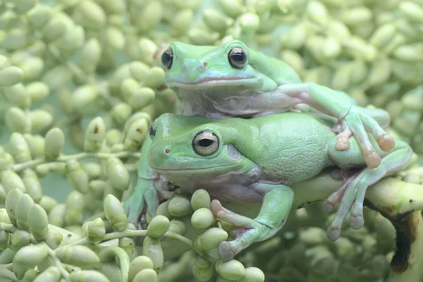 Twee Gedumpte Boomkikkers Die Jonge Palmen Rusten Deze Groene Amfibie — Stockfoto