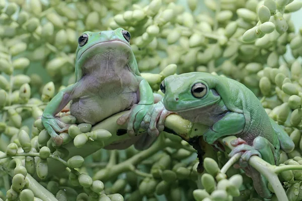 2つのでこぼこの木のカエルの若いヤシの束に休んでいる 学名はLitoria Caeruleaです — ストック写真