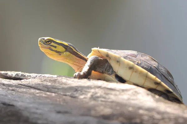 一只Amboina Box Turtle或Southeast Asian Box Turtle在开始他的日常活动前正在进行篮球训练 这种带壳爬行动物的学名叫做孔雀鱼 — 图库照片