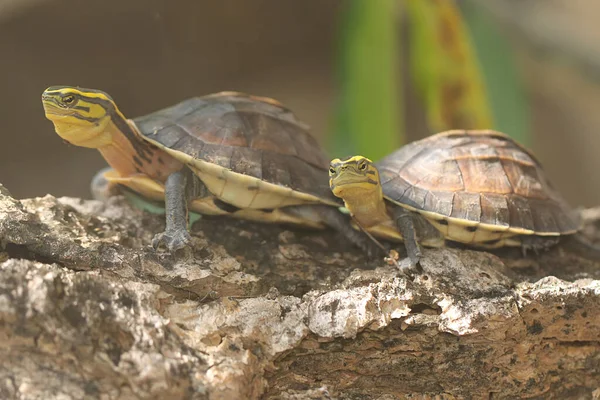 Amboina Box Turtle Zuidoost Aziatische Box Turtle Koesteren Voor Het — Stockfoto