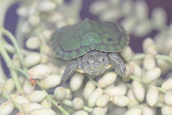 Red Eared Slider Tortoise Basking Starting Its Daily Activities Reptile — Stock Photo, Image