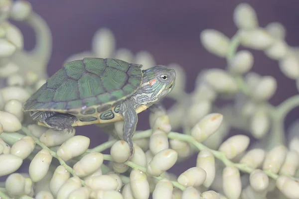 Eine Rotohr Schieberschildkröte Sonnt Sich Bevor Sie Ihre Täglichen Aktivitäten — Stockfoto