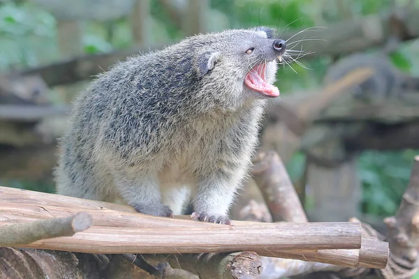 Αξιολάτρευτο Πρόσωπο Binturong Arctictis Binturong — Φωτογραφία Αρχείου