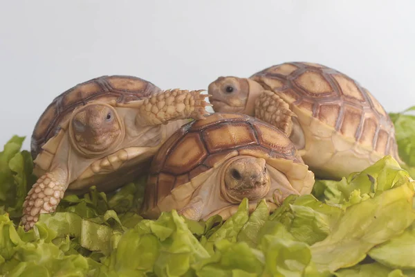 Tre Afrikanska Sporrade Sköldpaddor Centrochelys Sulcata Äter Sin Favorit Grönsak — Stockfoto