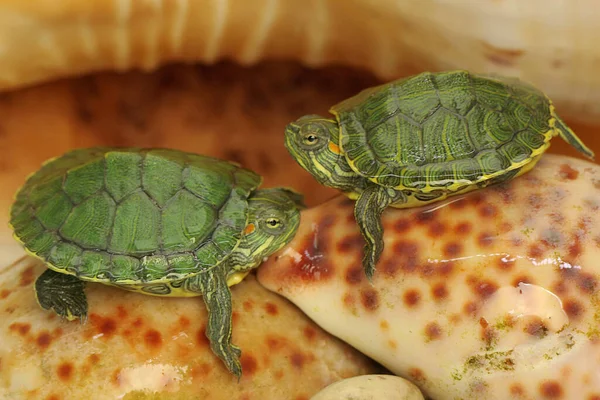 Duas Tartarugas Vermelhas Deslizantes Estão Tomando Banho Sol Nas Conchas — Fotografia de Stock