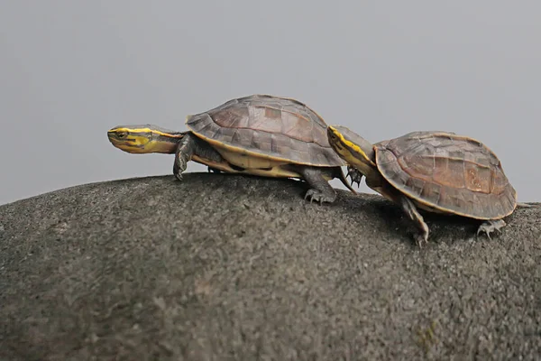 Dois Amboina Box Turtle Sudeste Asiático Box Turtle Estão Aquecendo — Fotografia de Stock