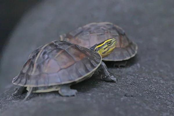 Twee Amboina Box Turtle Southeast Asian Box Turtle Koesteren Zich — Stockfoto