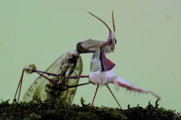 Una Mantis Religiosa Idolomantis Diabolica Está Buscando Presas Una Planta — Foto de Stock