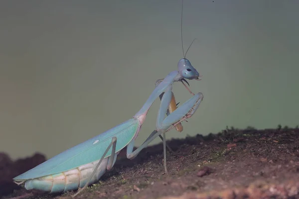 一只蓝色的祈祷的螳螂正在寻找一种野生植物的猎物 — 图库照片
