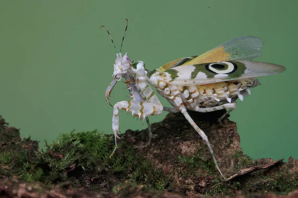 Uma Flor Espinhosa Mantis Pseudocreobotra Wahlbergii Está Batendo Suas Belas — Fotografia de Stock