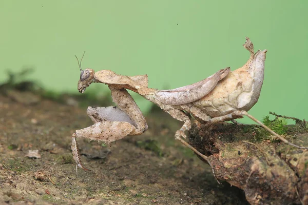 Una Mantis Religiosa Phyllocrania Paradoxa Está Buscando Presas — Foto de Stock