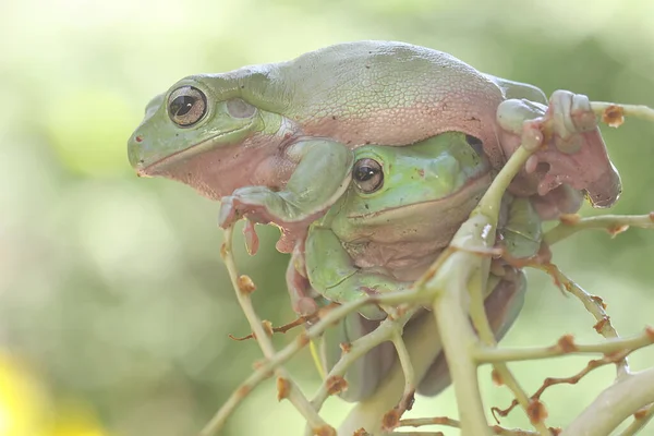 2つのでこぼこの木のカエルの若いヤシの束に休んでいる 学名はLitoria Caeruleaです — ストック写真