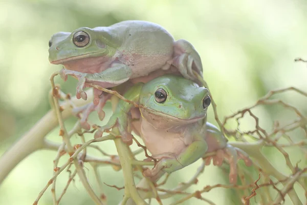 Dos Ranas Árbol Que Descansan Sobre Montón Palmeras Jóvenes Este —  Fotos de Stock