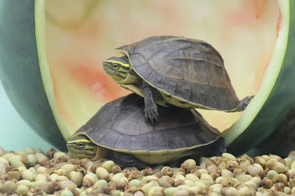 Two Amboina Box Turtle Southeast Asian Box Turtle Basking Starting — Stock Photo, Image