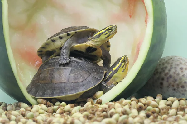 Due Amboina Box Turtle Southeast Asian Box Turtle Stanno Crogiolando — Foto Stock