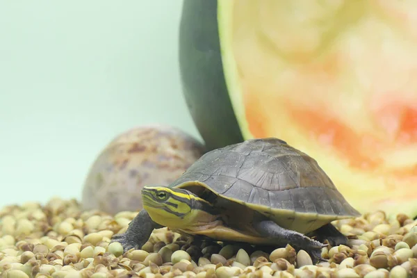 Una Tartaruga Scatola Amboina Sud Est Asiatico Box Turtle Sta — Foto Stock