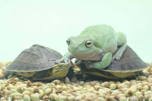 Two Amboina Box Turtle Southeast Asian Box Turtle Basking Starting — Stock Photo, Image