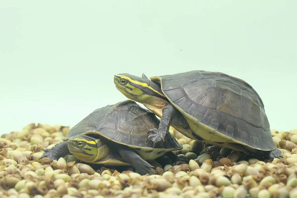 Dois Amboina Box Turtle Sudeste Asiático Box Turtle Estão Aquecendo — Fotografia de Stock