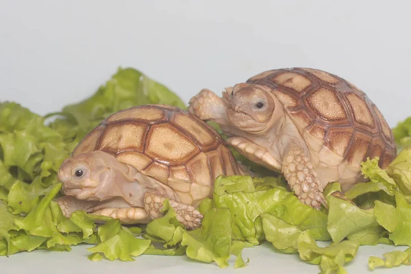 Две Африканские Черепахи Centrochelys Sulcata Едят Свои Любимые Овощи — стоковое фото