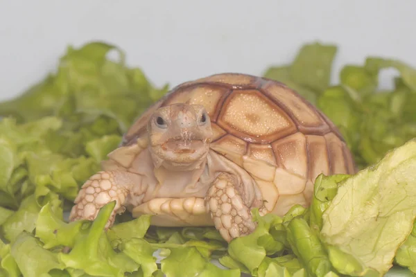 Una Tartaruga Africana Speronato Centrochelys Sulcata Sta Mangiando Sua Verdura — Foto Stock