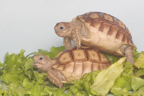 Duas Tartarugas Africanas Centrochelys Sulcata Estão Comendo Seu Vegetal Favorito — Fotografia de Stock