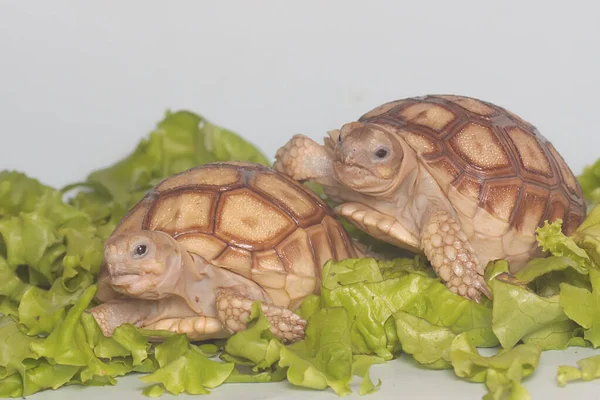 Duas Tartarugas Africanas Centrochelys Sulcata Estão Comendo Seu Vegetal Favorito — Fotografia de Stock