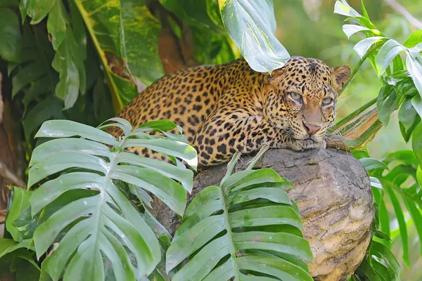 Leopard Pozoruje Okolí Ostrým Pohledem — Stock fotografie