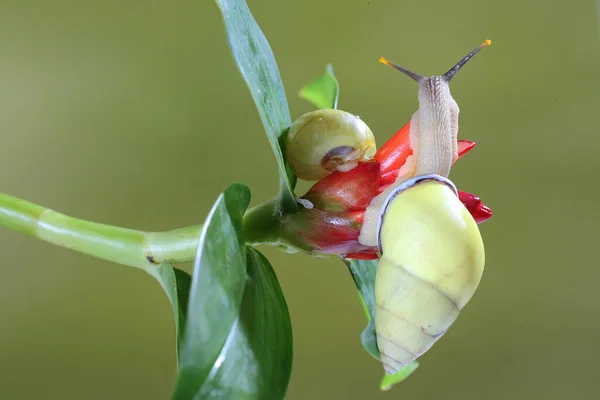 野生植物の幹に餌を探しているポリネシアの木のカタツムリ Partula — ストック写真