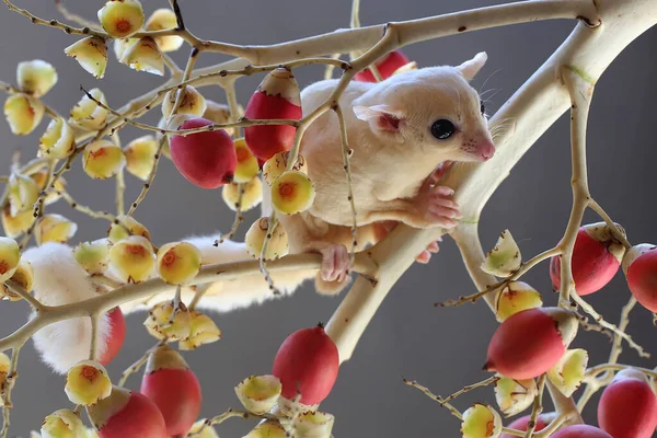 Leukistický Kluzák Cukr Petaurus Breviceps Hledá Potravu Palmovém Háji — Stock fotografie