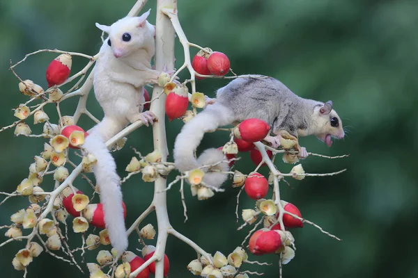 A female mosaic sugar glider and a male leucistic sugar glider are looking for food in a palm grove. These marsupials eat fruit and small insects.