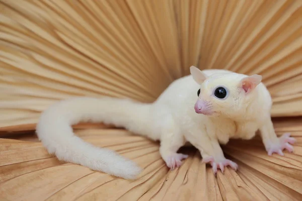 Löstik bir planör yiyecek arıyor. Bu keseli hayvanlar meyve ve küçük böcekler yerler.. 