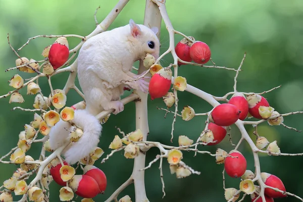 Planador Açúcar Leuquístico Está Procura Comida Estes Marsupiais Comem Frutas — Fotografia de Stock