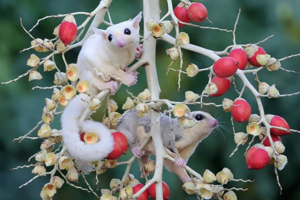 Bir dişi mozaik şeker planörü ve bir erkek löstik şeker planörü palmiye bahçesinde yiyecek arıyorlar. Bu keseli hayvanlar meyve ve küçük böcekler yerler.. 