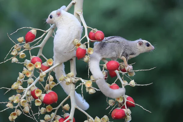 Bir dişi mozaik şeker planörü ve bir erkek löstik şeker planörü palmiye bahçesinde yiyecek arıyorlar. Bu keseli hayvanlar meyve ve küçük böcekler yerler.. 