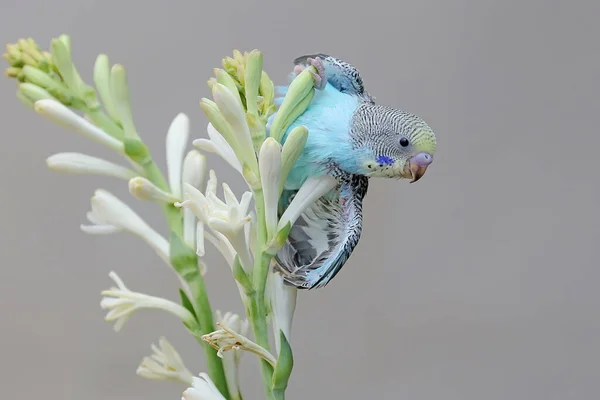 Ein Sittich Melopsittacus Undulatus Ruht Einem Busch — Stockfoto