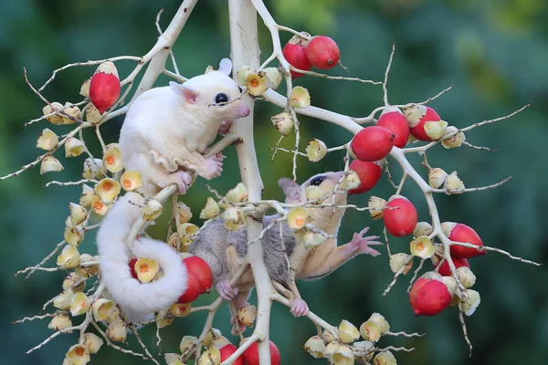 Planador Açúcar Leuquístico Está Procura Comida Estes Marsupiais Comem Frutas — Fotografia de Stock