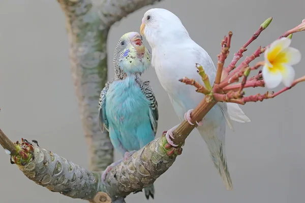 Zwei Sittiche Melopsittacus Undulatus Ruhen Sich Einem Busch Aus — Stockfoto