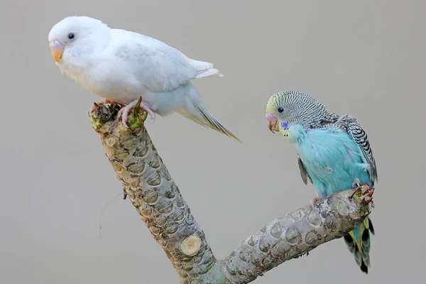 Deux Perruches Melopsittacus Undulatus Reposant Dans Buisson — Photo