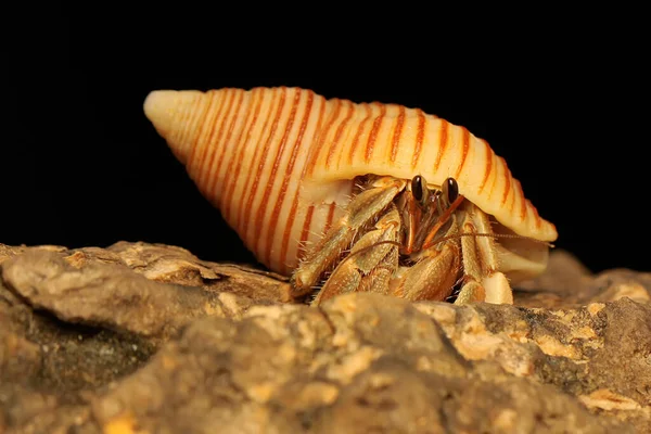 Bir Keşiş Yengeci Paguroidea Yavaşça Yürüyor — Stok fotoğraf