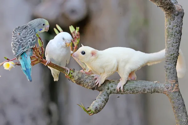 Een Leucistisch Suikerzweefvliegtuig Zoek Naar Voedsel Deze Buideldieren Eten Fruit — Stockfoto