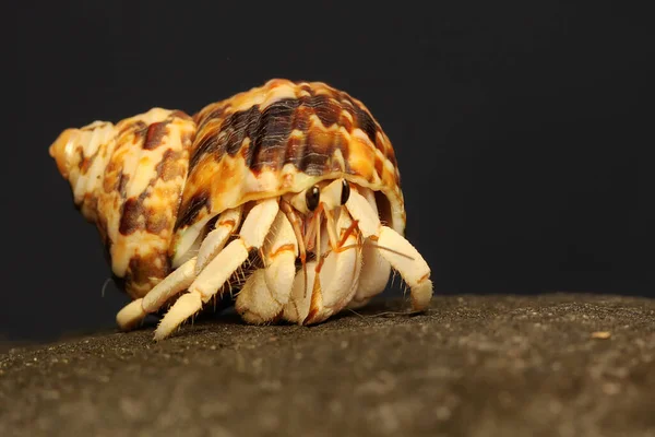 Een Heremietkreeft Paguroidea Loopt Langzaam — Stockfoto