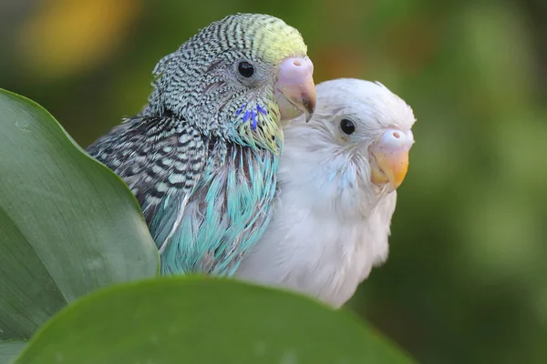 Deux Perruches Melopsittacus Undulatus Reposant Dans Buisson — Photo