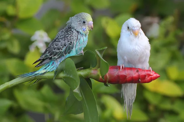 Zwei Sittiche Melopsittacus Undulatus Ruhen Sich Einem Busch Aus — Stockfoto