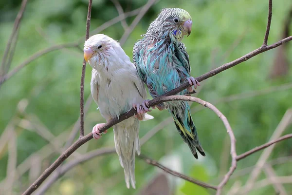 Deux Perruches Melopsittacus Undulatus Reposant Dans Buisson — Photo