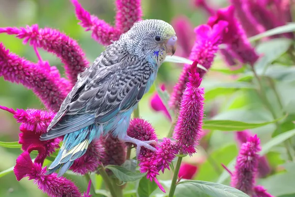 Parakit Melopsittacus Undulatus Som Vilar Buske — Stockfoto