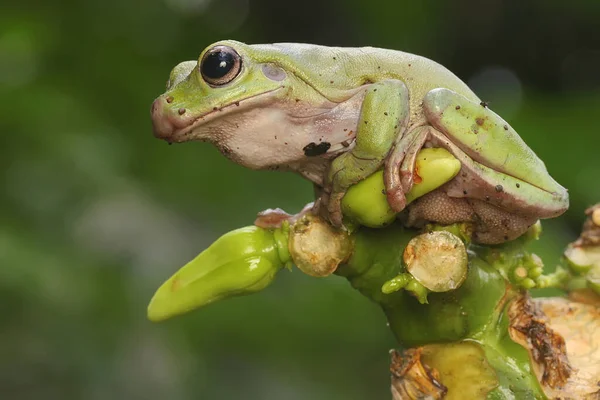 Ένας Μουντός Βάτραχος Litoria Caerulea Ψάχνει Για Λεία Στους Θάμνους — Φωτογραφία Αρχείου