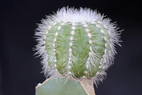 Szépség Kaktuszok Cactaceae Finom Tüskék Díszített Harmat Szelektív Összpontosítani Fekete — Stock Fotó