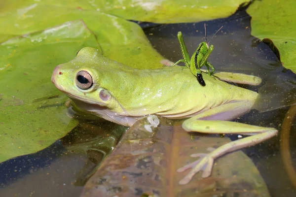 Tombul Bir Kurbağa Litoria Caerulea Çalılıklarda Avını Arıyor — Stok fotoğraf